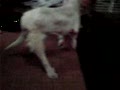 動画:2カ月経った保護犬プリマ♪