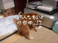 動画:いろんなものと挌闘中!?