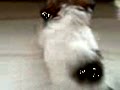 動画:ボールでころりん