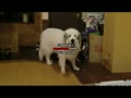 動画:今度は3頭揃ってチェーーック^^b