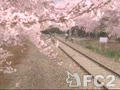 動画：waltz of spring01