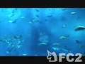 動画:美ら海水族館にて