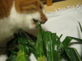 動画:とうきびと猫