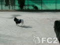動画:テリーちゃんを持ち上げそうな ちゃま君!