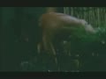 アダルト動画:泉じゅん17